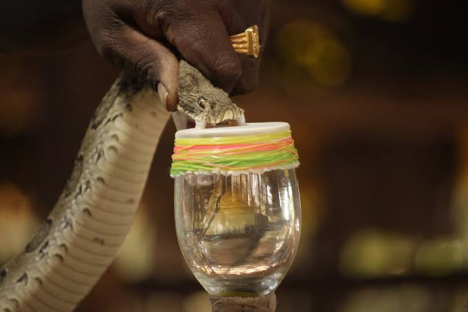 Anti-Snake Venom Available Across A&N Health Facilities, Says DHS