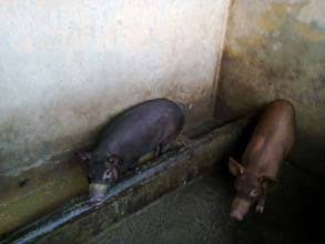 Car Nicobar Intensifies Measures to Control Classical Swine Fever